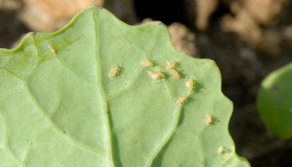 Myzus persicae on oilseed rape